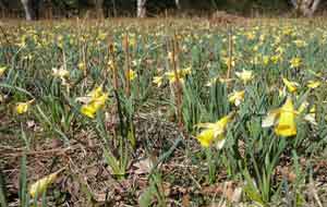 Dunsford Wild Daffodils