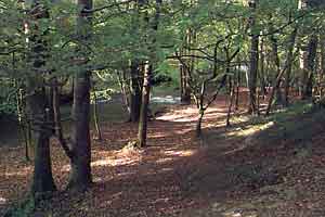  Silveridge Wood
