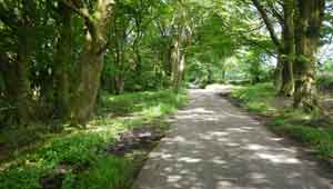 Beech trees on St Cyres Hill