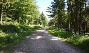 christow forest