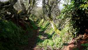 Ancient Track leading to Penstone