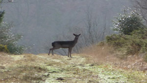 deer at Haldon