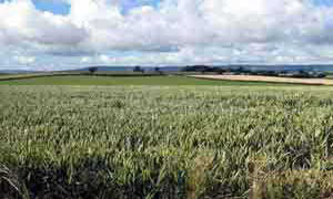 Haldon in the distance