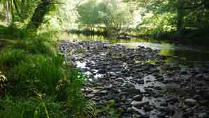 River Dart,Hembury Woods