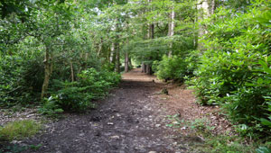 Kilmington Woods