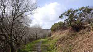 torrington barmaid's walk