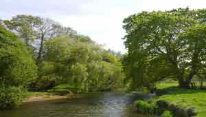 river otter