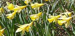 wild daffodils at Dunsford