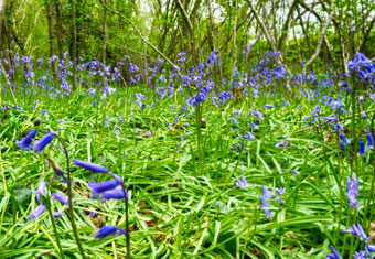 Coombe Wood