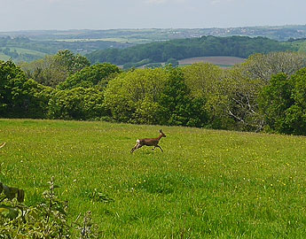 Deer nr Huxley