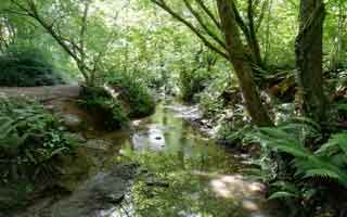 Mincinglake Stream