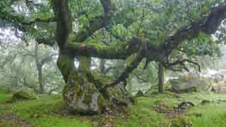 Gnarled Oak Trees