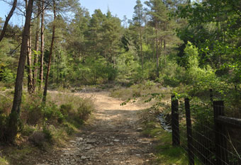Tamar Trail