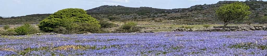 Bluebells at Emsworthy