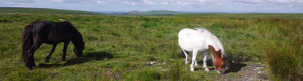 View of Ponies